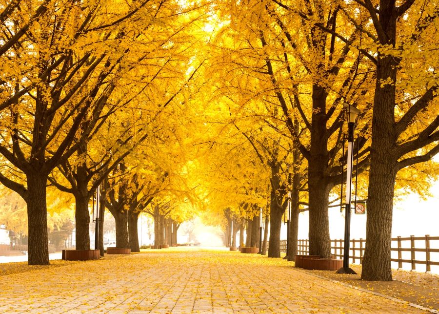 Con đường Asan Gingko Tree Road rực rỡ, lãng mạn là biểu tượng cho mùa thu Hàn Quốc