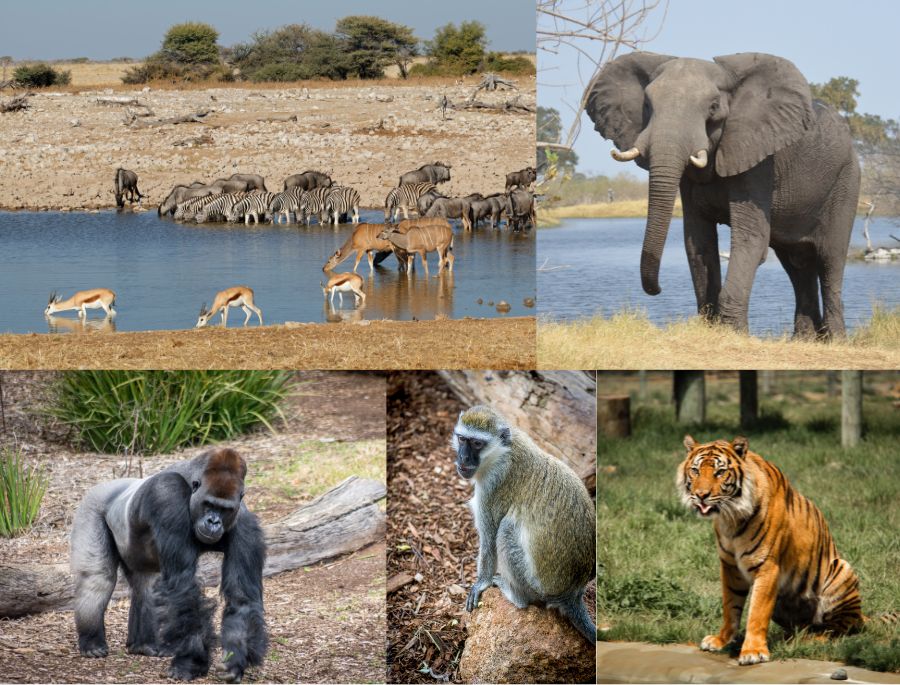 Wildlife Park hay còn gọi là vườn thú hoang dã nổi tiếng của nước Úc