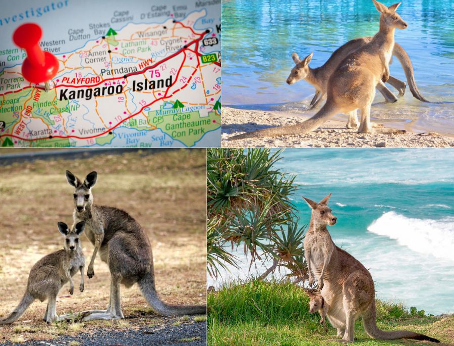 Nằm ở ngoài khơi miền nam nước Úc, đảo Kangaroo mang đến cho du khách những trải nghiệm hoàn toàn khác biệt