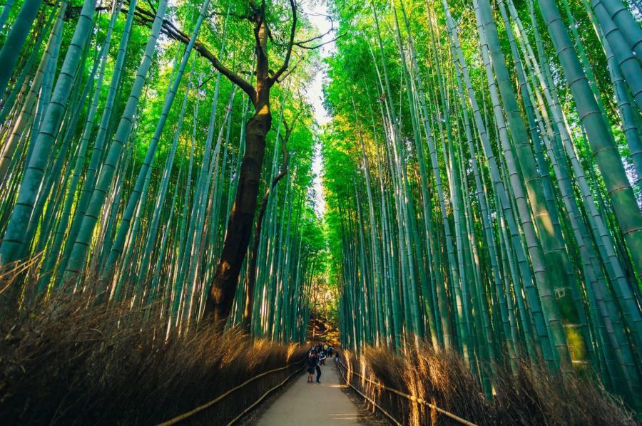 Vẻ đẹp thiên nhiên hoang sơ, thơ mộng tại rừng trúc Arashiyama hứa hẹn sẽ mang đến cho du khách những trải nghiệm vô cùng khó quên