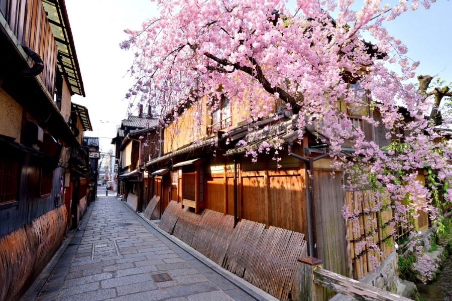 Quận Gion - Nơi sở hữu nhiều hoa anh đào vô cùng rực rỡ