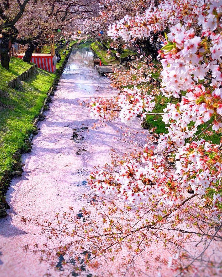 Những điểm ngắm hoa anh đào vô cùng xinh đẹp tại Nhật Bản