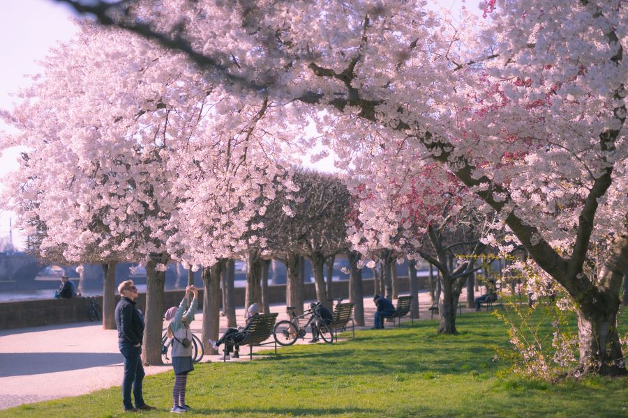 Về Vùng Fränkische Schweiz của nước Đức ngắm những cánh hoa anh đào rực rỡ