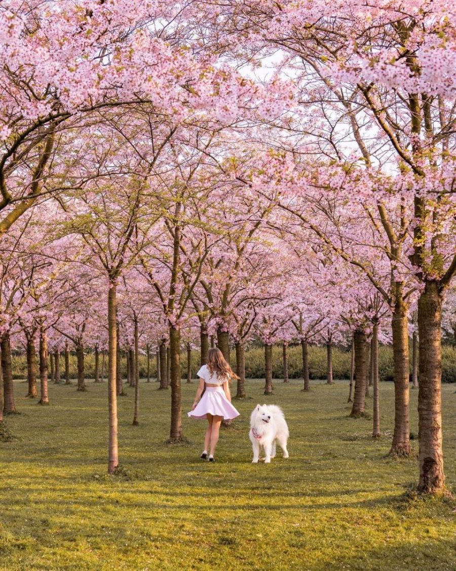 Lãng mạn những cánh hoa anh đào rực rỡ trong nắng tại Berlin