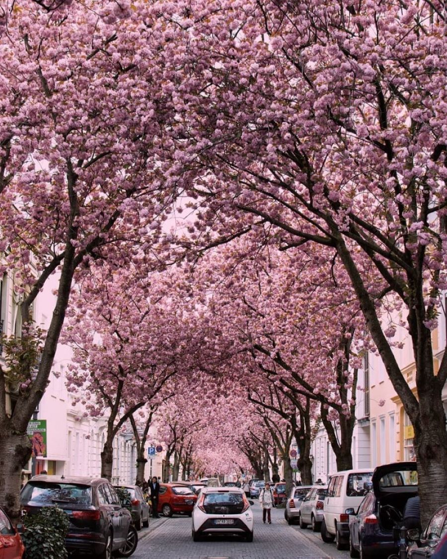 Những cánh hoa đào nở rực rỡ tại trời Âu