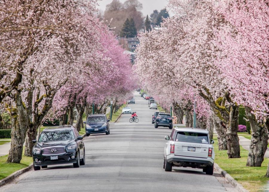 Mùa hoa anh đào đẹp như cổ tích tại Đức