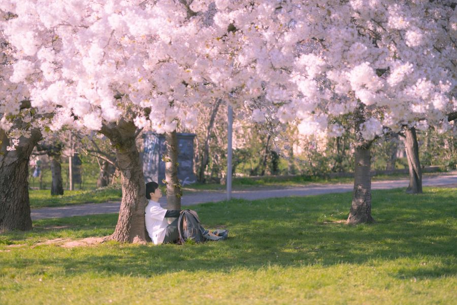 Chiêm ngưỡng những bông hoa anh đào rực rỡ tại Đức