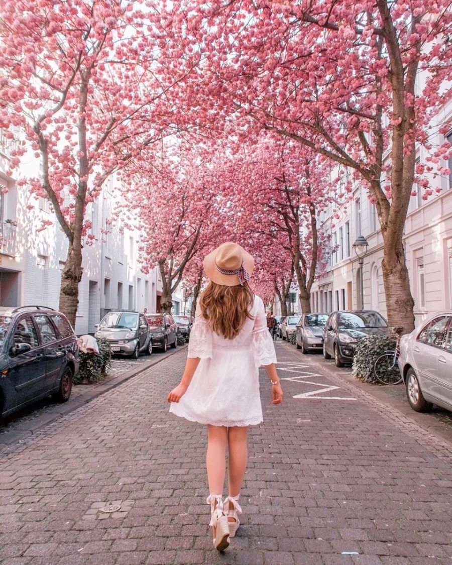 Khung cảnh tuyệt đẹp và vô cùng lãng mạn tại Đức mỗi khi hoa anh đào nở rộ