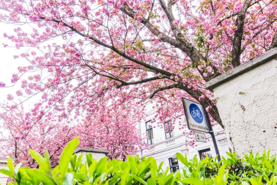 Tại Magdeburg, bạn có thể tận hưởng vẻ đẹp của hàng ngàn cây hoa anh đào siêu xinh