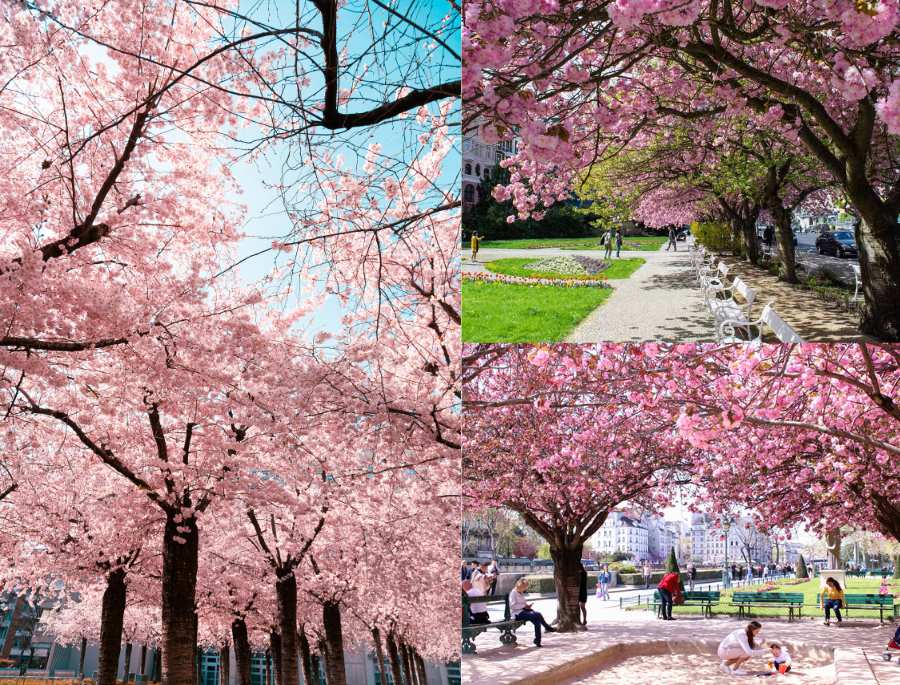 Khung cảnh rực rỡ mỗi khi mùa xuân đến tại trời Âu