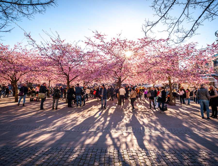 Có rất nhiều người tới tham quan Thành phố Kungsträdgården mỗi khi mùa anh đào nở rộ
