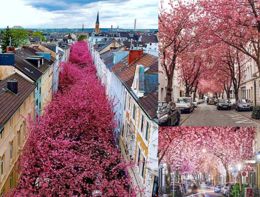 Mùa hoa anh đào rực rỡ tại Bonn khi nhìn từ trên cao