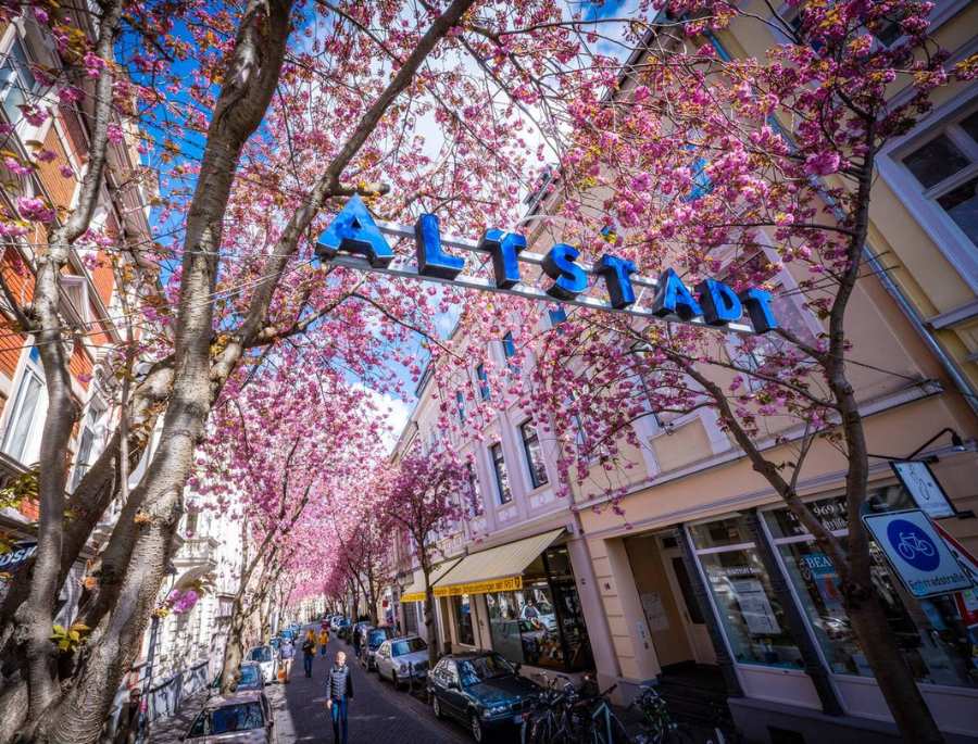 Khu phố cổ Altstadt là trung tâm của lễ hội hoa anh đào ở Bonn