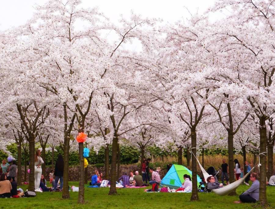 Khung cảnh rực rỡ vào mùa hoa anh đào ở Amsterdam