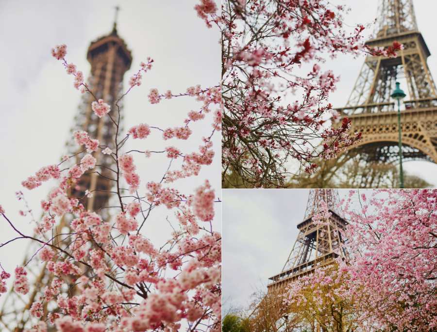 Tháp Eiffel và hoa anh đào được xem là một sự kết hợp hoàn hảo