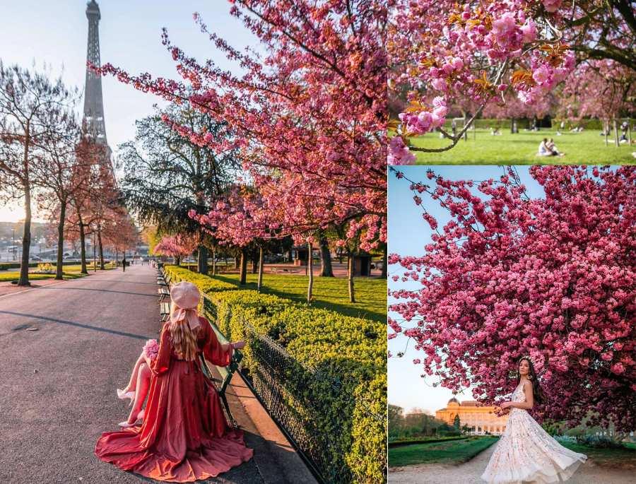 Những con đường ngập tràn sắc hồng tại Paris