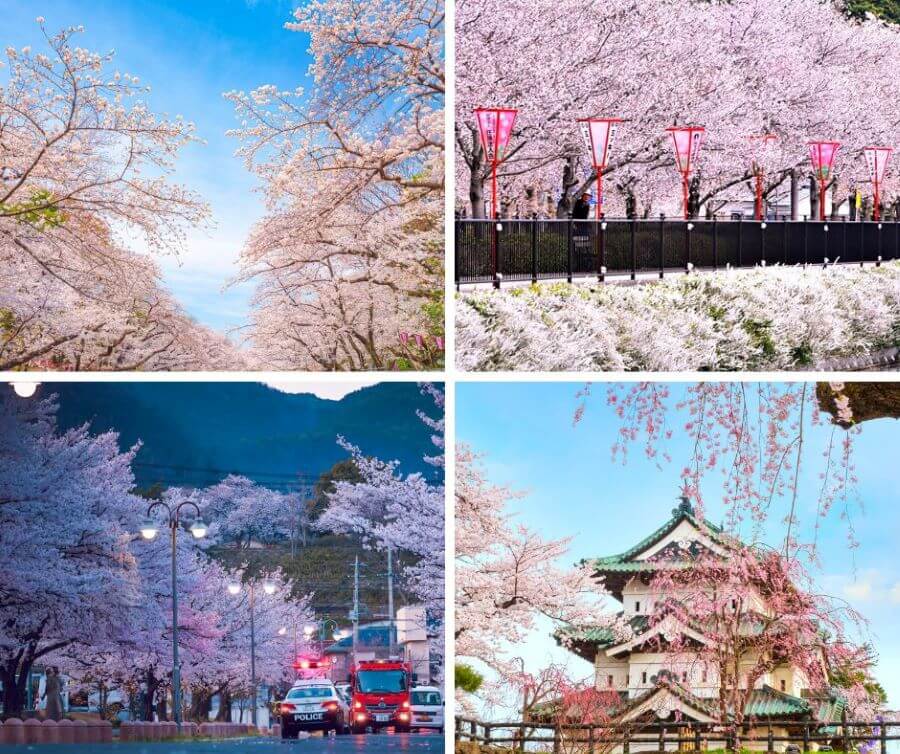 Mùa xuân ở Nhật Bản là thời điểm tuyệt vời để trải nghiệm vẻ đẹp của thiên nhiên với những cánh hoa anh đào nở rộ