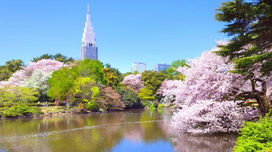 Công viên Shinjuku Gyoen là một địa điểm lý tưởng để thư giãn và tránh xa sự ồn ào của thành phố
