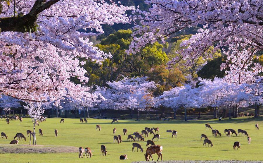 Nara Park ở Nhật Bản là một trong những địa điểm nổi tiếng dành cho những ai yêu thích hoa xuân