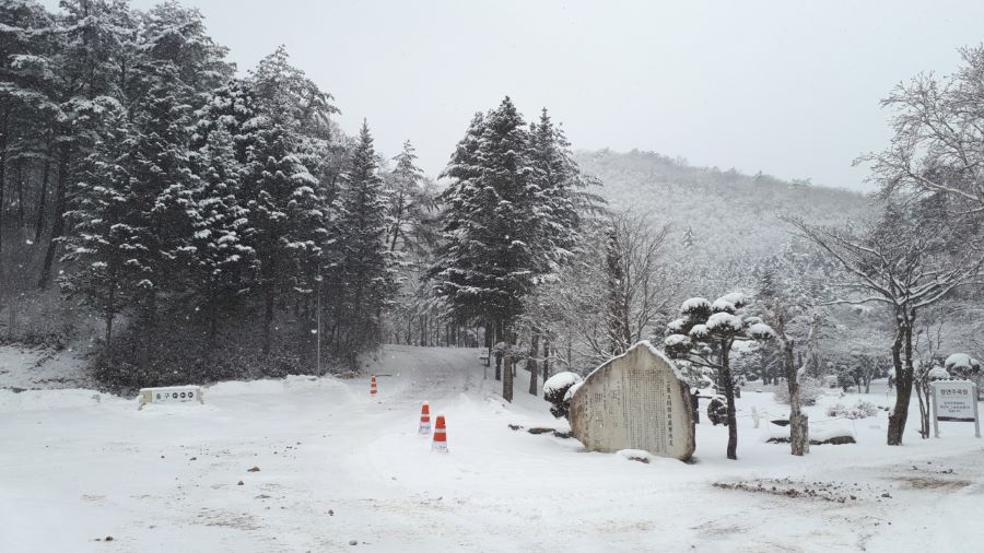 Khám phá đồi cừu tuyệt đẹp mỗi khi đông về tại xứ Hàn