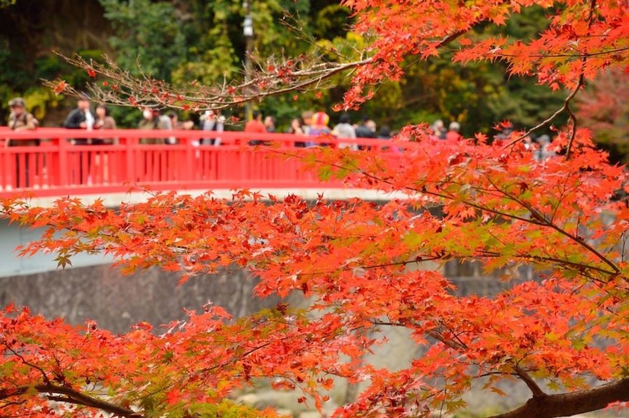Những hàng cây chuyển sang màu đỏ rực - báo hiệu mùa thu đã về