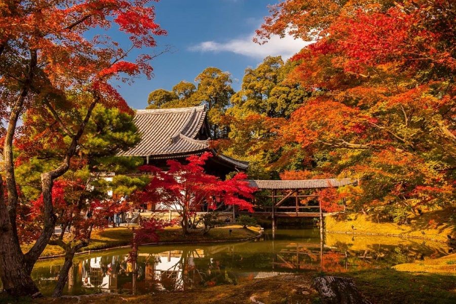 Ngỡ ngàng trước vẻ đẹp tuyệt vời của những hàng cây chuyển màu tại Kyoto