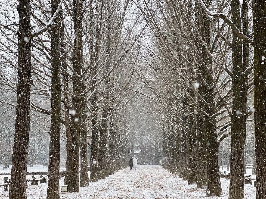 Đảo Nami ngập tràn những bông tuyết trắng xoá mỗi khi đông về