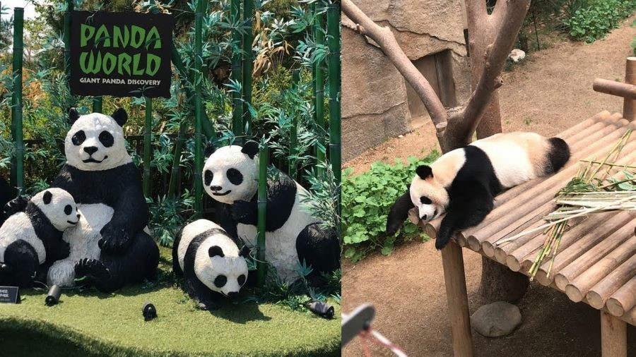 Khám phá những chú gấu trúc tại Panda World