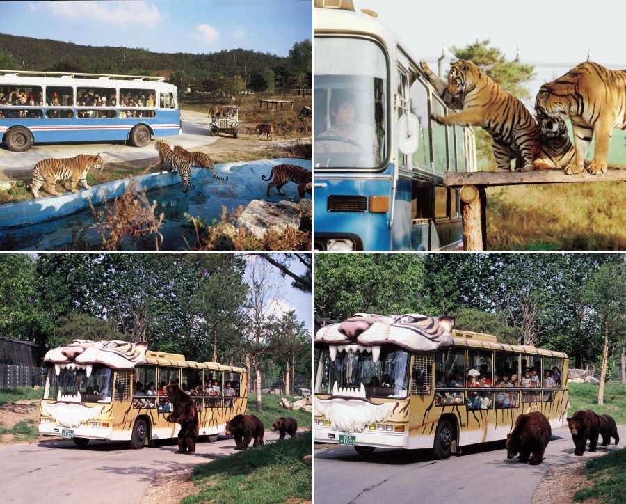 Safari World - Một trong những trải nghiệm khó quên tại Everland
