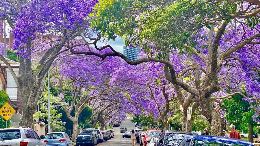 Mùa xuân là lúc những cánh hoa phượng tím bắt đầu bung nở đầy quyến rũ