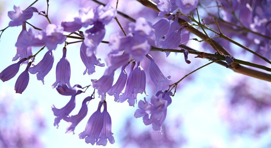 Cánh hoa phượng tím nước Úc mỏng nhẹ và mềm mại tựa như hoa giấy