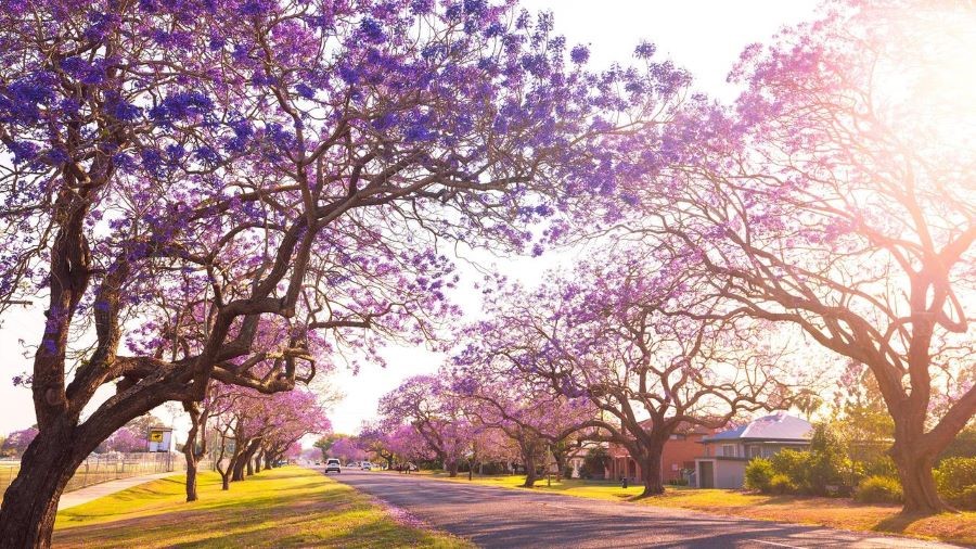 Đừng bỏ qua cơ hội được chiêm ngưỡng sắc phượng tím nước Úc rực rỡ và yêu kiều nhé