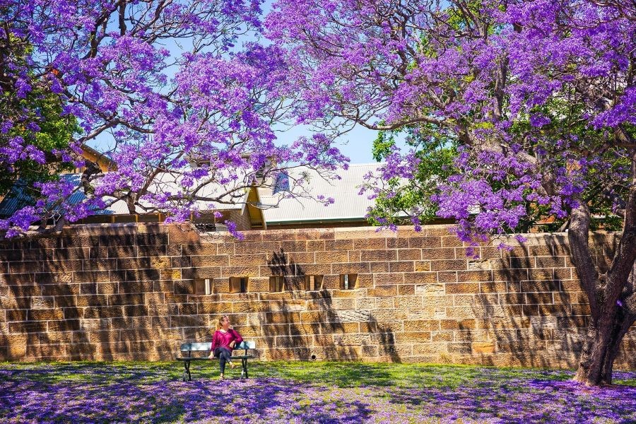 Bức tranh ngày xuân đầy lãng mạn và thi ca của nước Úc