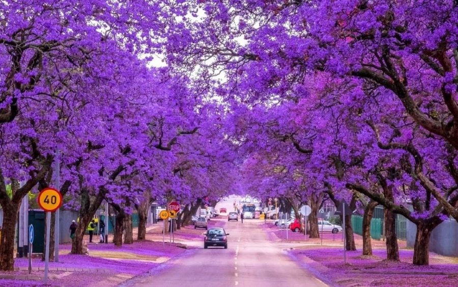 Màu tím rực rỡ của những hàng phượng như phủ kín cả một vùng trời tại Brisbane