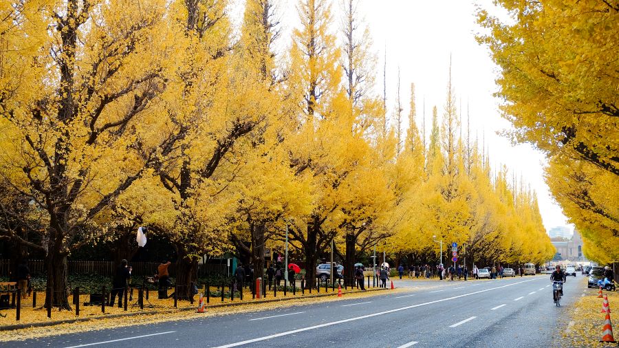 Mùa thu Nhật Bản nổi bật với những hàng cây lá vàng, lá đỏ