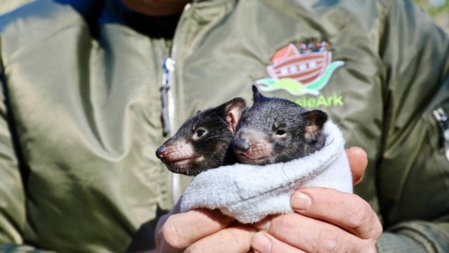Tasmania được coi là một trong những vùng đất hoang sơ cuối cùng trên thế giới