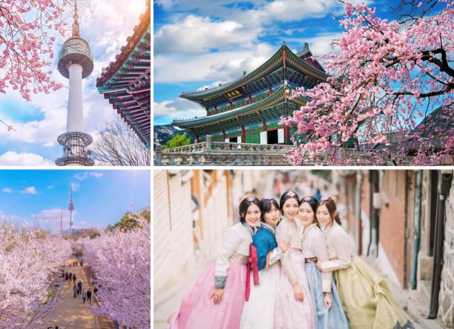 Mùa hoa anh đào nở rộ là một trong những thời điểm đẹp nhất trong năm tại Hàn Quốc