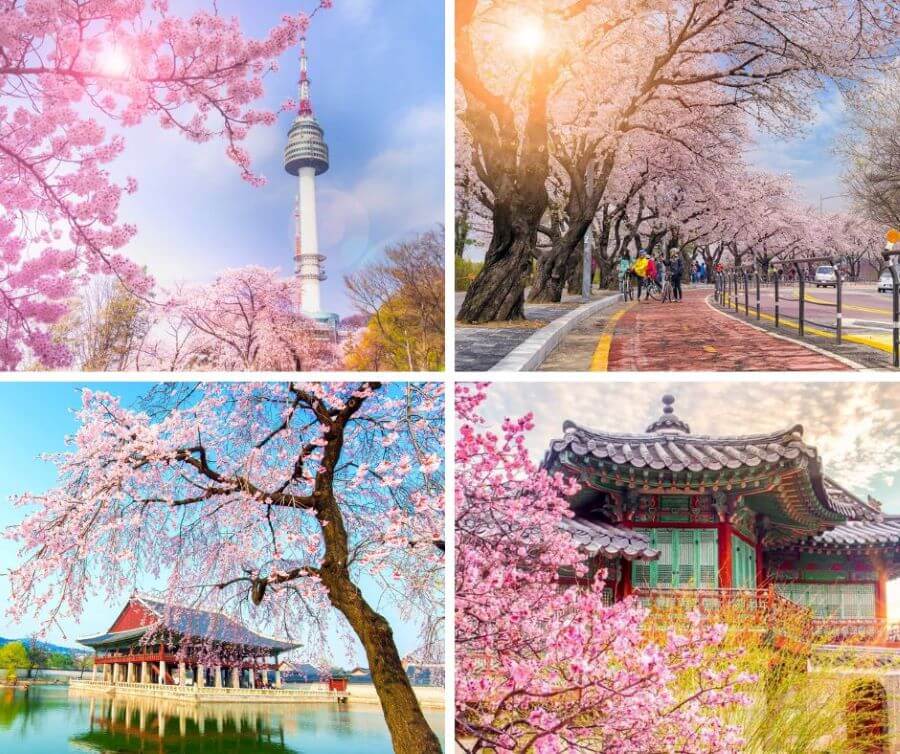 Hoa anh đào thường bắt đầu nở vào cuối tháng 3 đến đầu tháng 4, phụ thuộc vào điều kiện thời tiết từng năm