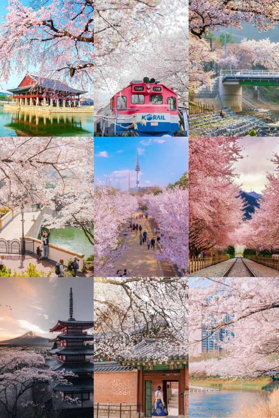 Hàn Quốc là nơi lý tưởng để thưởng thức mùa hoa anh đào