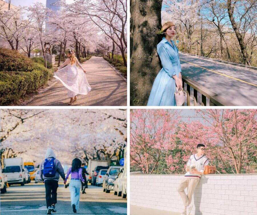 Khi tham gia vào tour tour Hàn Quốc vào mùa hoa anh đào, việc chọn trang phục phù hợp là rất quan trọng