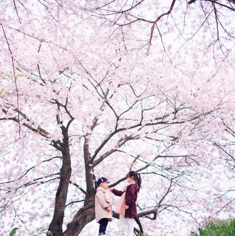 Khi du lịch Hàn Quốc mùa xuân thì việc chụp ảnh cùng hoa anh đào thường được coi là một phần không thể thiếu