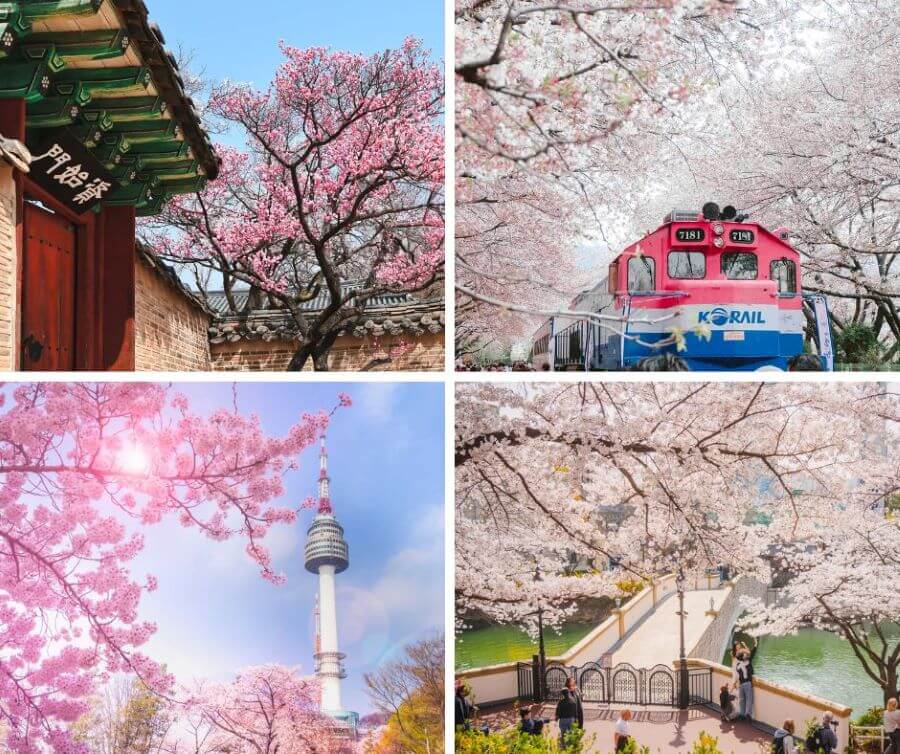 Mùa hoa anh đào tại Hàn Quốc thật sự là một trải nghiệm tuyệt vời mà bất kỳ ai cũng nên thử một lần trong đời