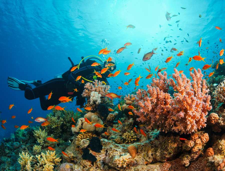 Trải nghiệm lặn ngắm san hô tại Great Barrier Reef nước Úc