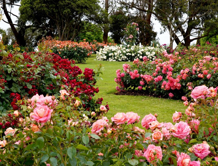 Các vườn hoa hồng tại Úc có diện tích rộng lớn với nhiều màu sắc khác nhau