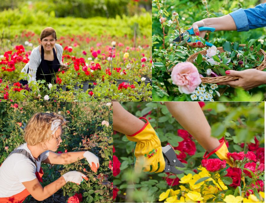 Những người nông dân chăm sóc vườn hoa vô cùng cẩn thận và kỹ càng