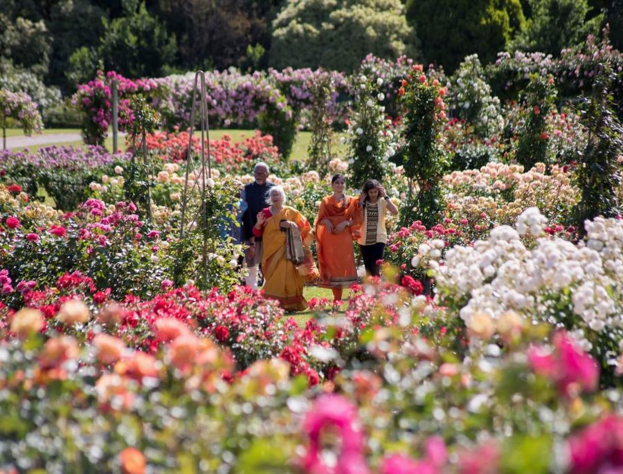 Khung cảnh rộng lớn của Vườn Hoa Hồng Bang Victoria