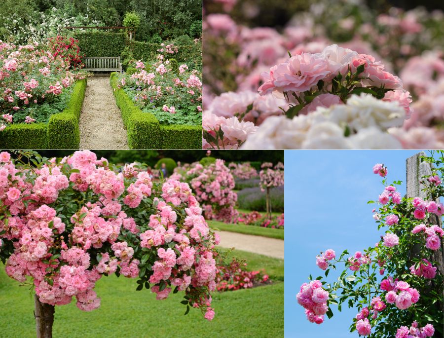 Những luống hoa hồng được trồng thẳng tắp theo từng chủ đề khác nhau