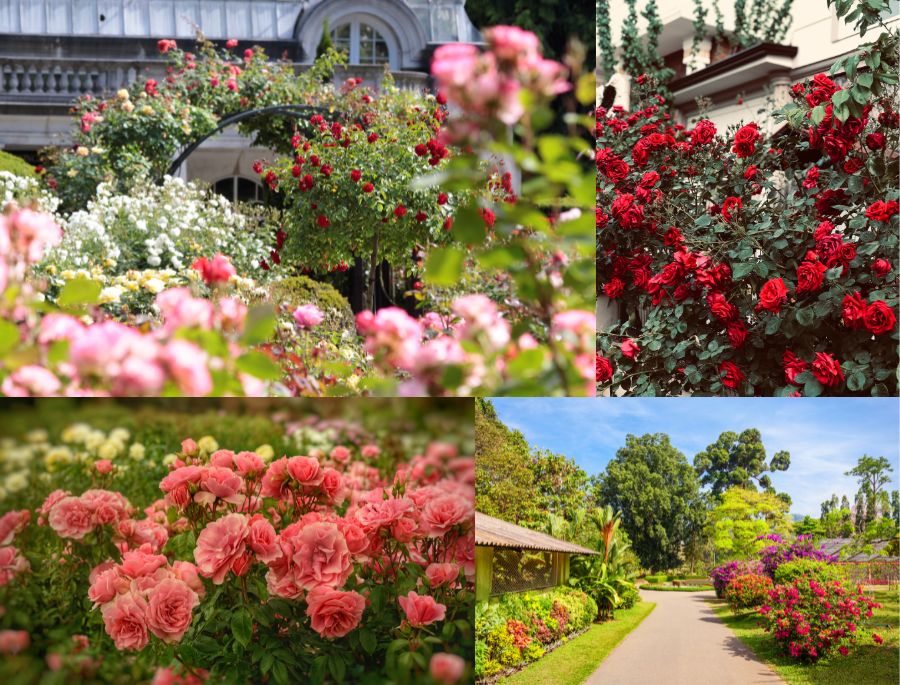 Vườn hoa hồng tại Royal Botanic Gardens đẹp tựa như 1 bức tranh vẽ