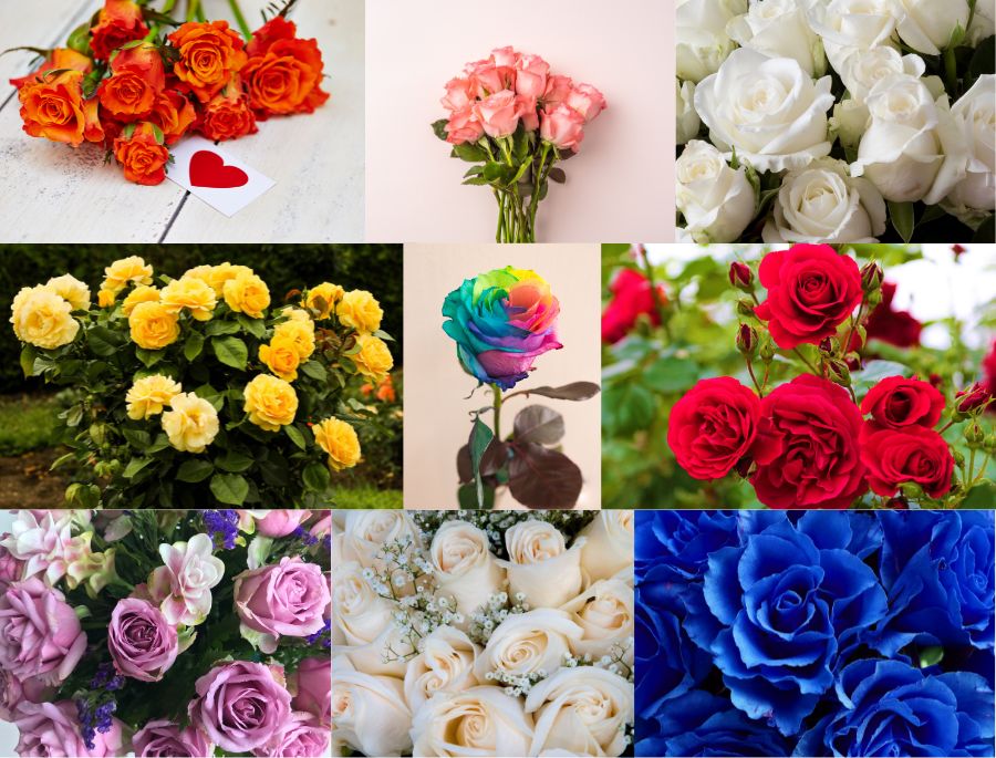 Một số các màu sắc ấn tượng của những loại hoa hồng tại Úc