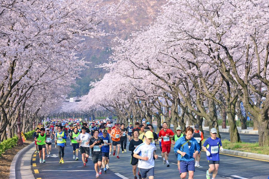 Lễ hội hoa anh đào và thi chạy marathon Gyeongju